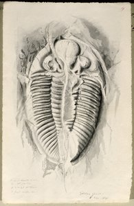 Trilobite fra Golden Grove, 6. november 1841